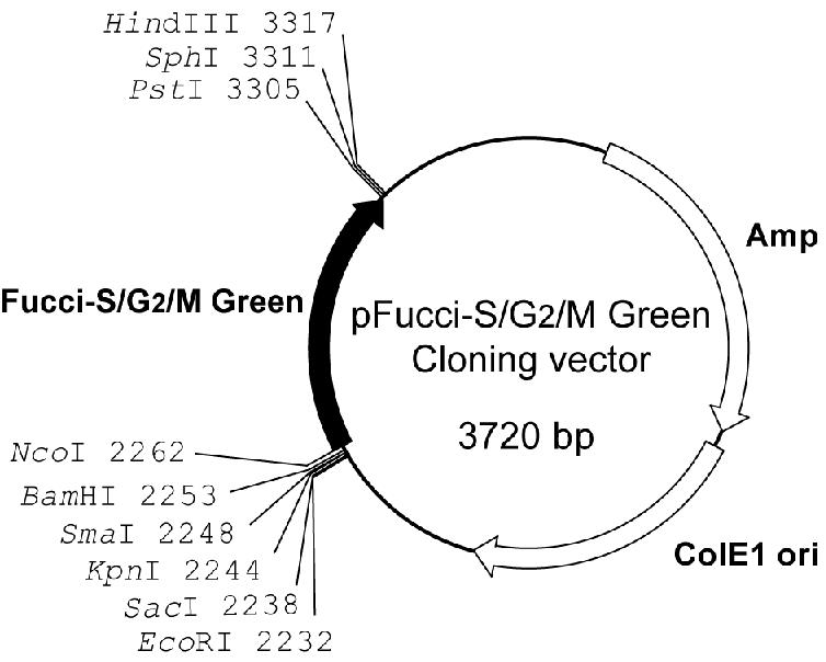Plasmid map of pFucci-S/G2/M Green